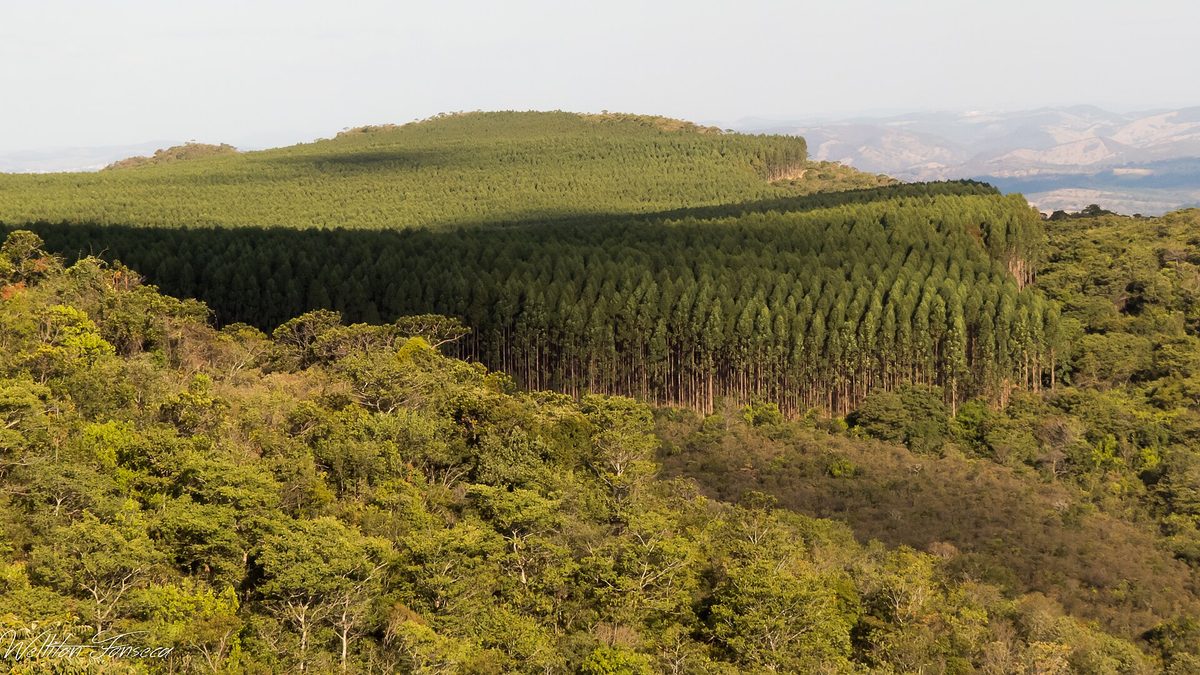 Plantação de eucalipto em fileiras sobre morros cobertos de vegetação